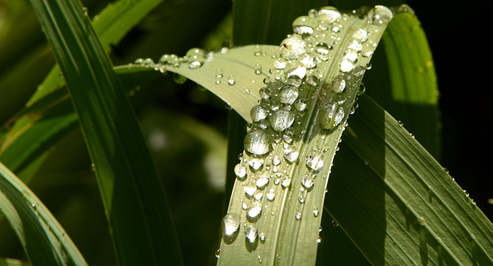 В выходные дни жара в Коми спадет, но останется тепло
