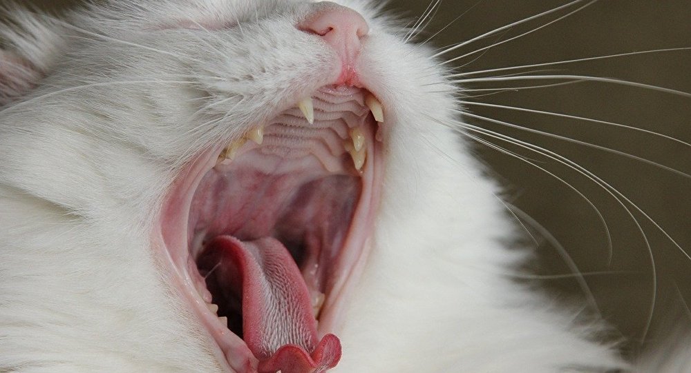 Кот зевает архивное