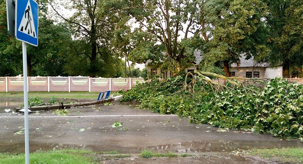 Непогода в Пружанах: ветер ломал деревья и валил опоры ЛЭП