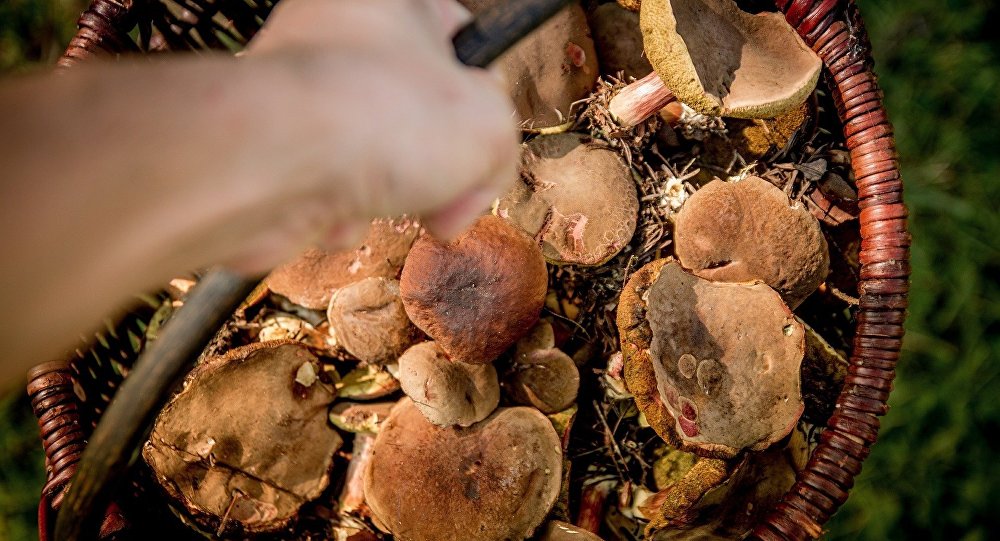 В Пуховичском районе мужчина подорвался в лесу, когда собирал грибы