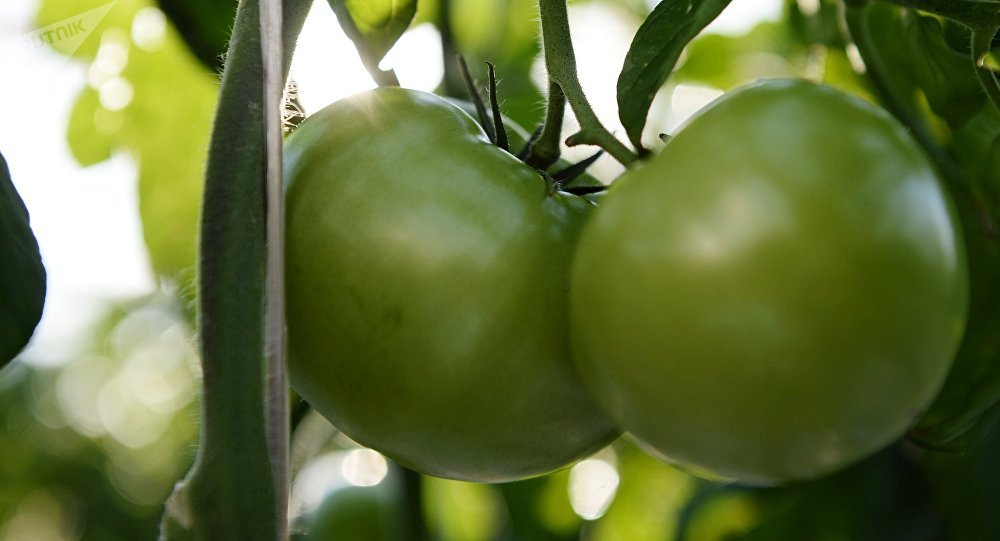 Профессионалы Россельхознадзора начали проверять белорусских поставщиков томатов, яблок и грибов