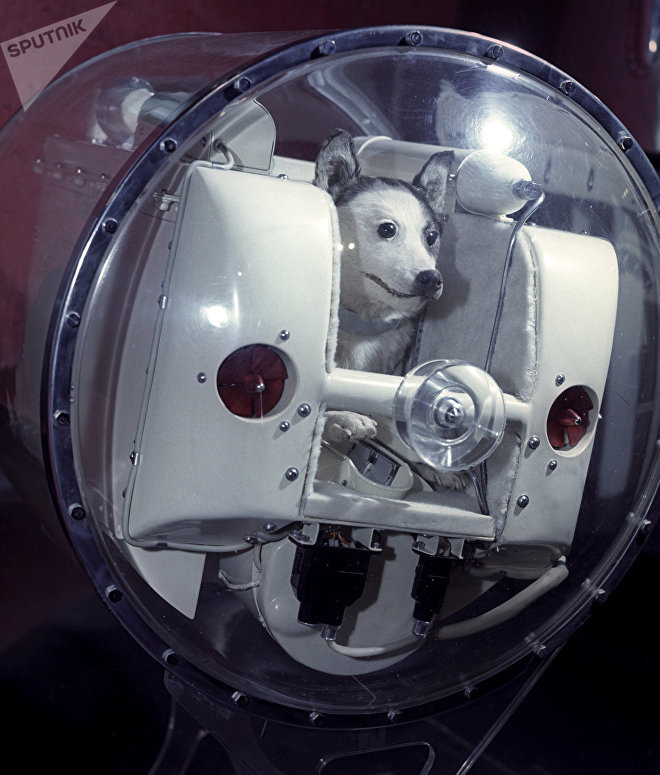 1 собака лайка. Собака лайка на спутнике 2. Лайка космонавт. Лайка первый космонавт. Первая собака в космосе лайка.